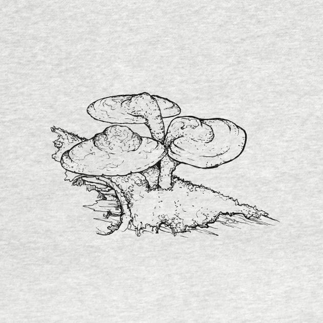 Reishi Mushroom by mycologist